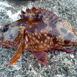 エギングロッドでちょい投げ